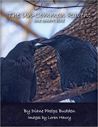 The Uncommon Raven: One Smart Bird